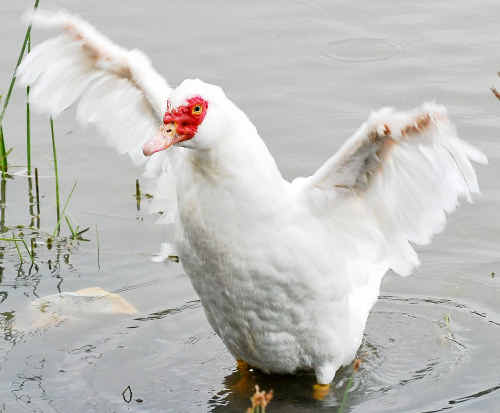 WEATHER FOR: A damp duck enjoys the rain at Canoe Point Botanical Wetlands reserve. Picture: JEN TYBELLINSET: Water lying at Auckland Point. Picture: JOSH STENNER WEATHER FOR: A damp duck enjoys the rain at Canoe Point Botanical Wetlands reserve. Picture: JEN TYBELLINSET: Water lying at Auckland Point. Picture: JOSH STENNER